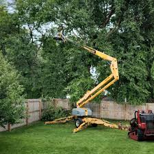 How Our Tree Care Process Works  in  Lost Hills, CA