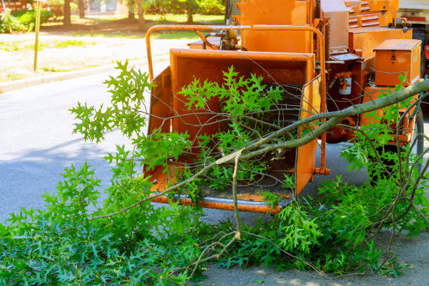 Reliable Lost Hills, CA Tree Services Solutions