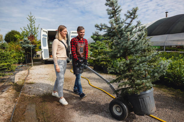 Tree and Shrub Care in Lost Hills, CA