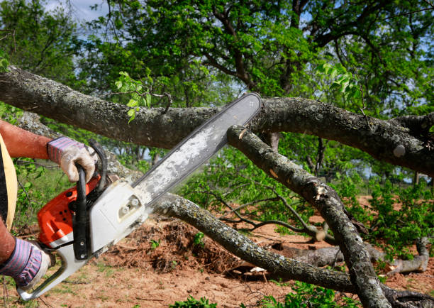 How Our Tree Care Process Works  in  Lost Hills, CA
